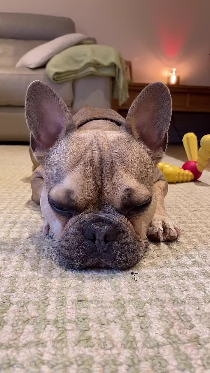 @BarryTheFrenchie