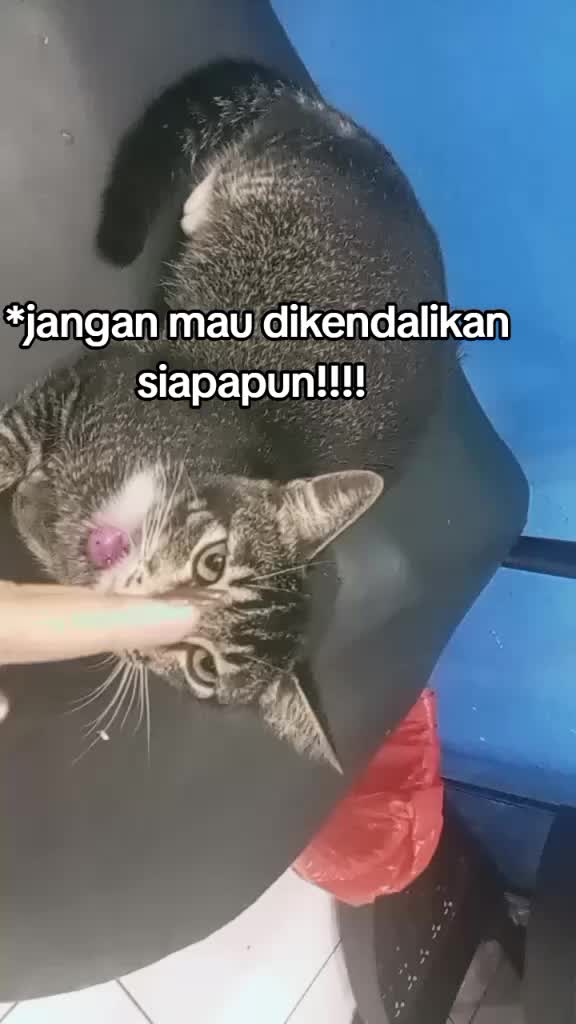@cantiktwentyfiveyears