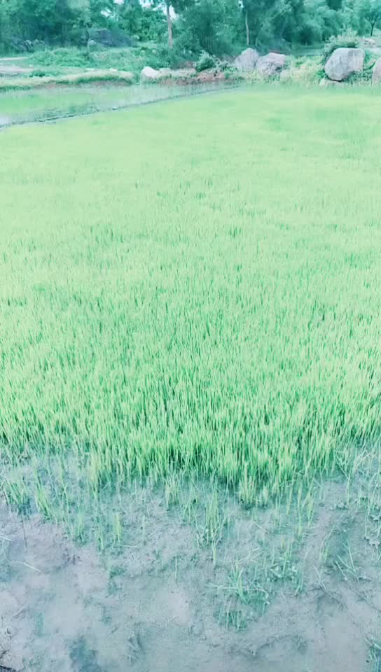 @Prabha Lukyi