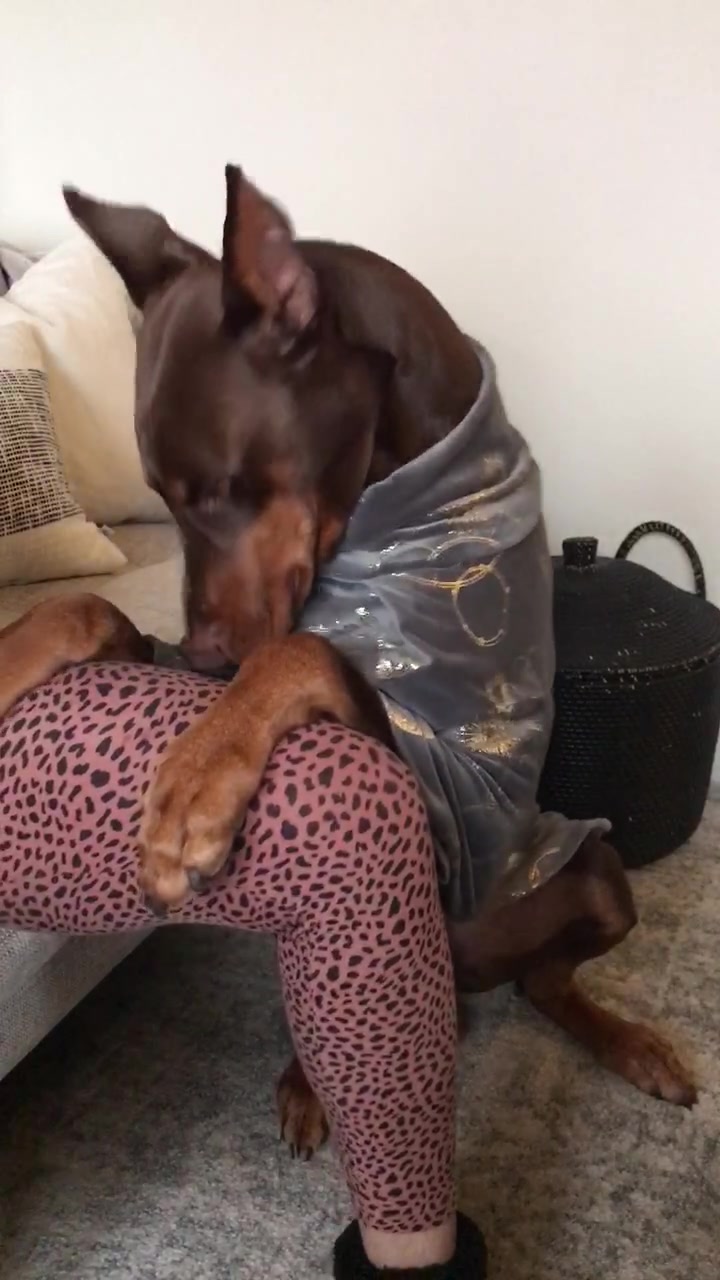 @Cairo the Doberman