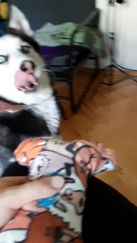 @Erzathehusky