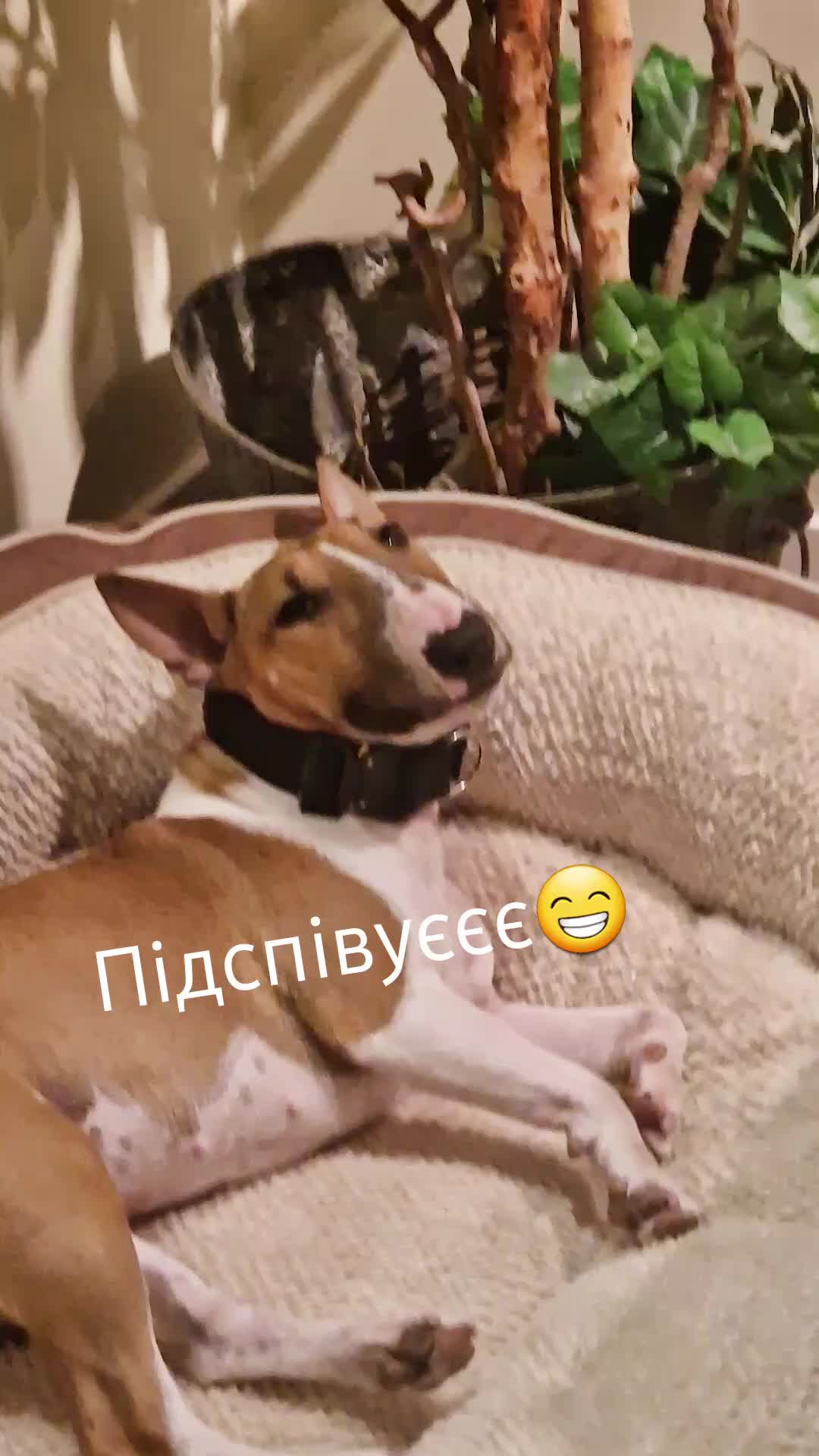 @RUA ATHA KENNEL
