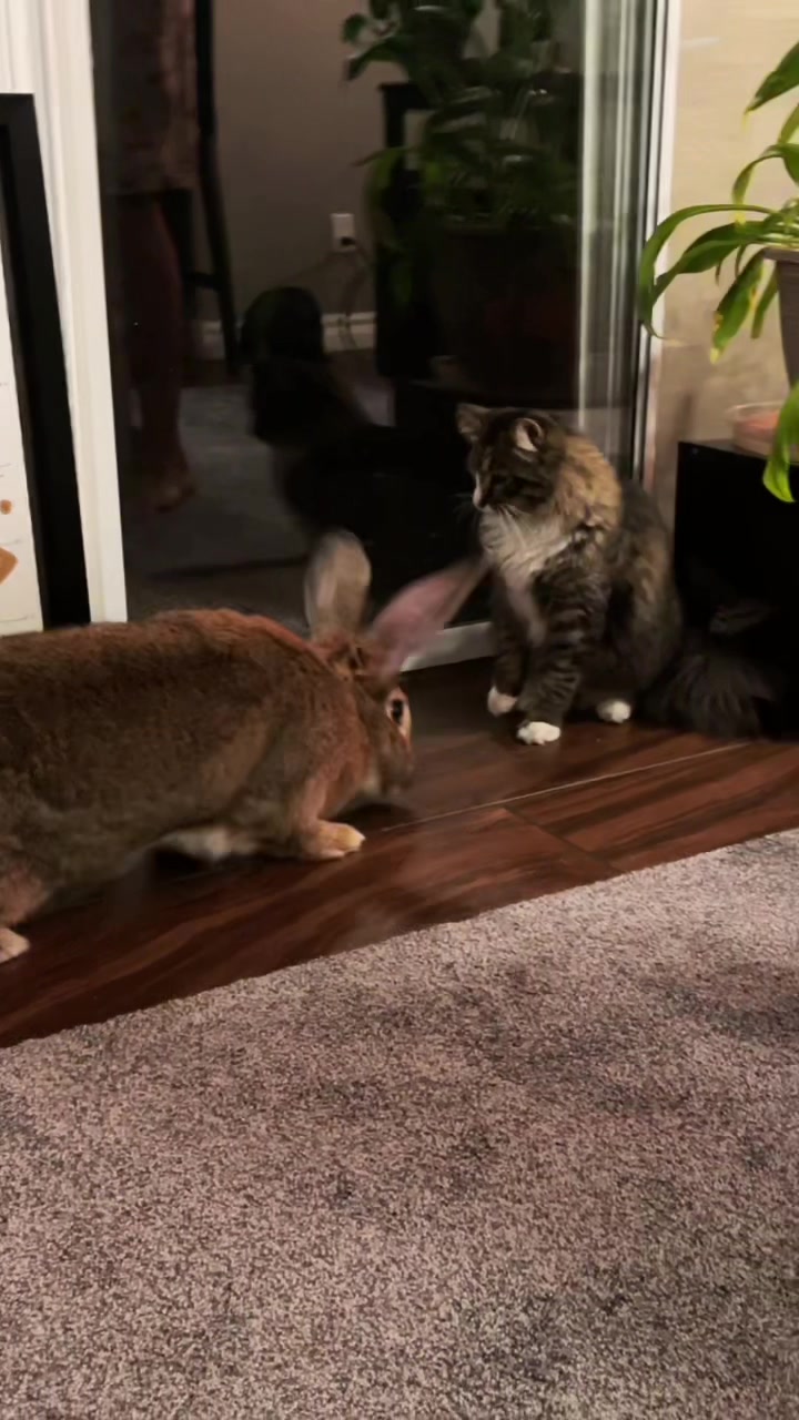 @🐰 Rex Rabbit Rex 🐰