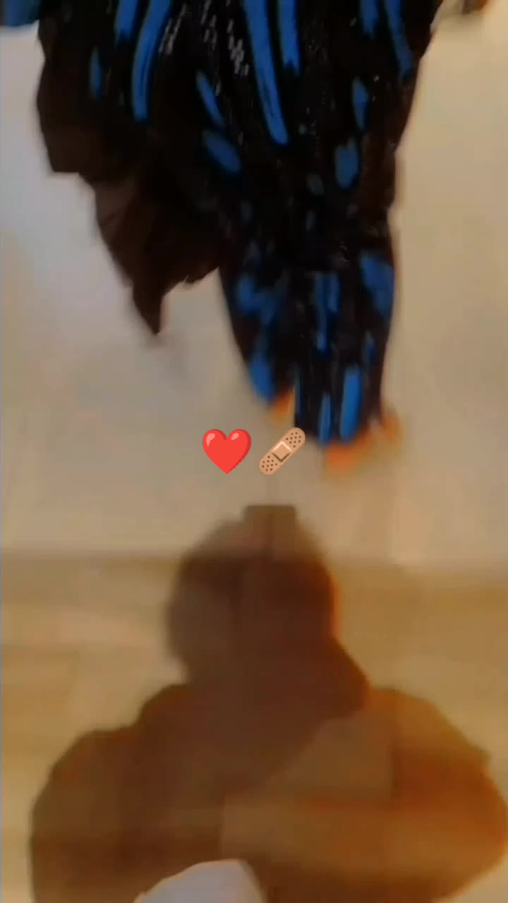 @ACHIENG254 🦋🦋🦋🦋