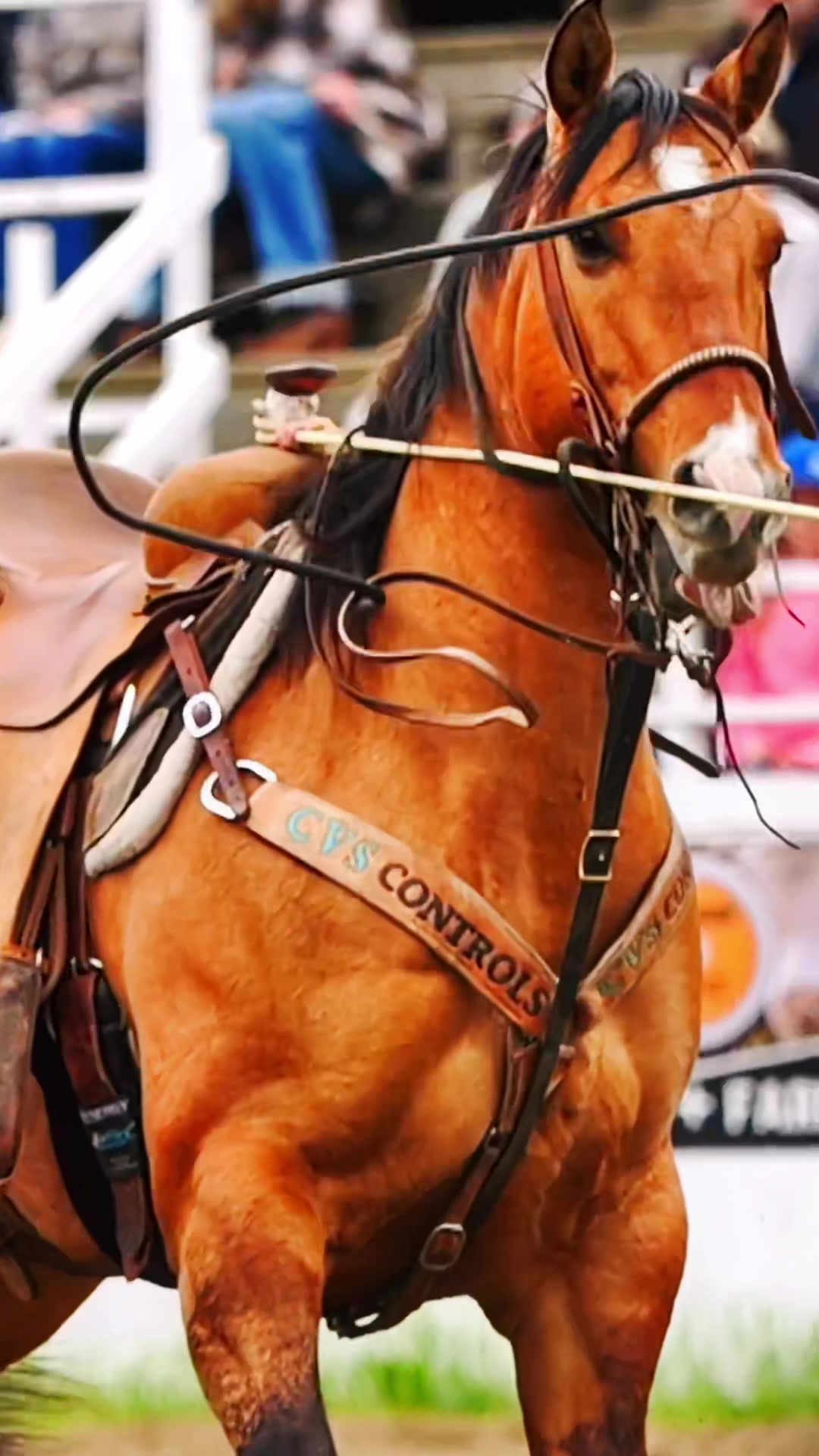 @Hanginghorses