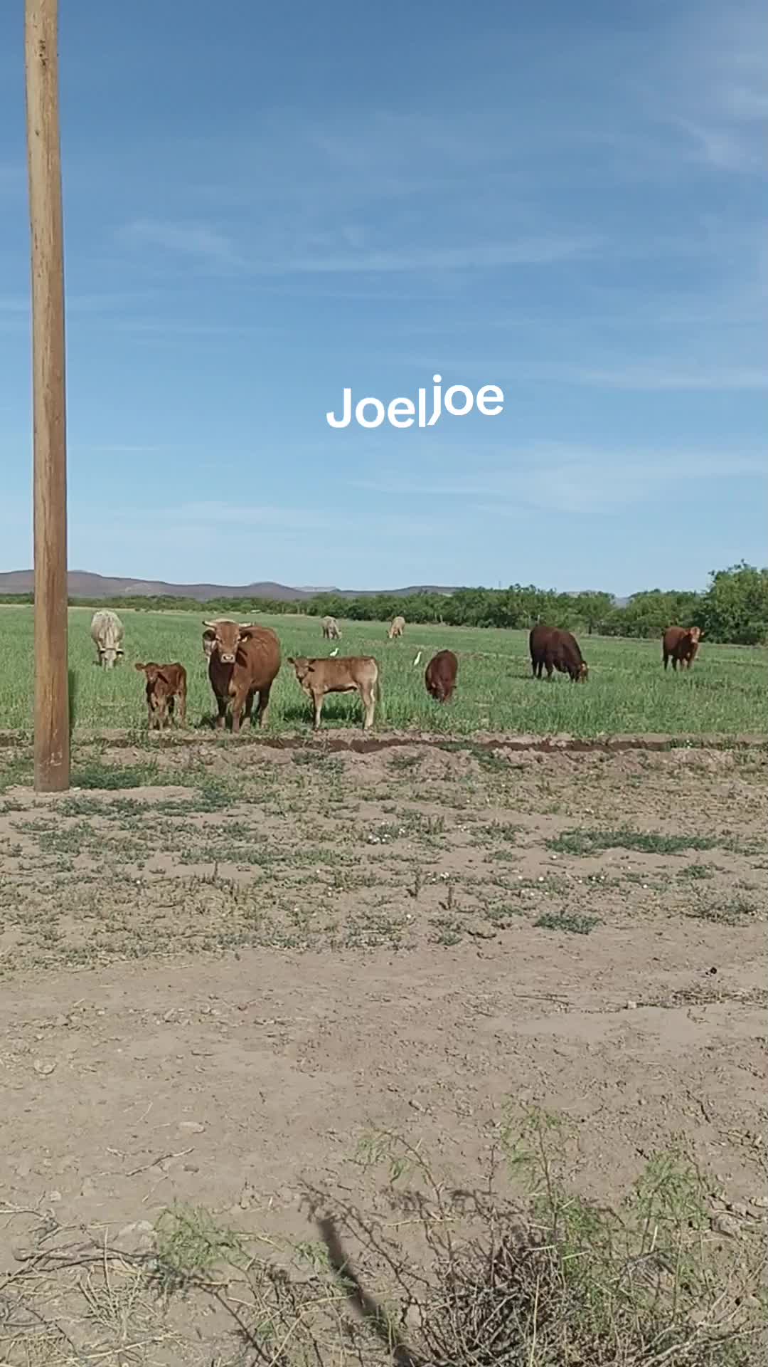 @El joe