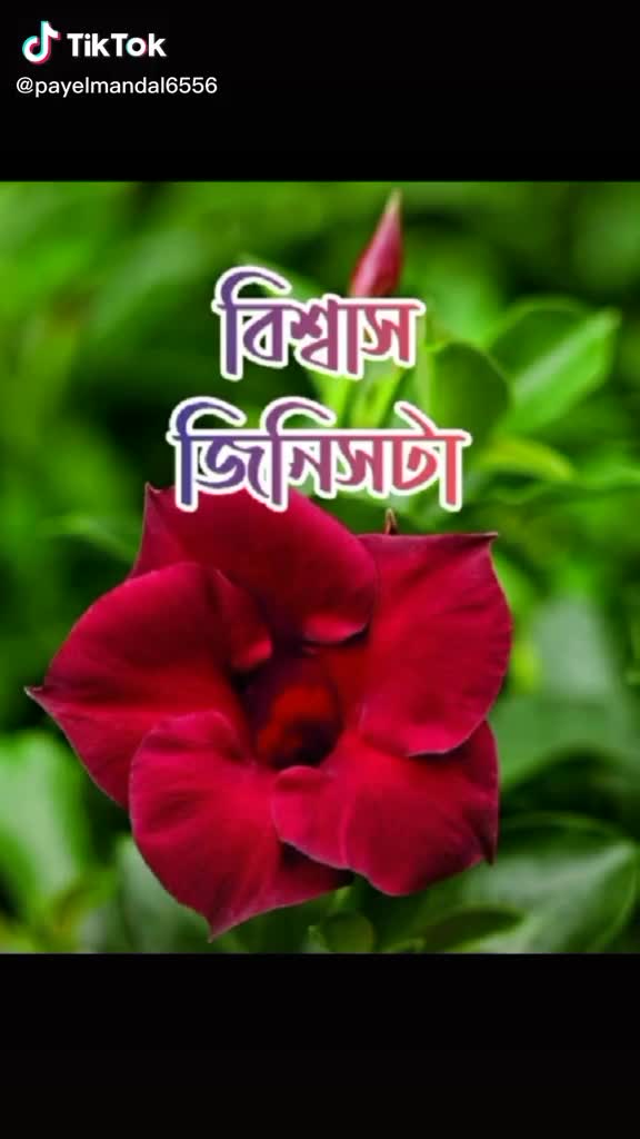 @Suiti Roy