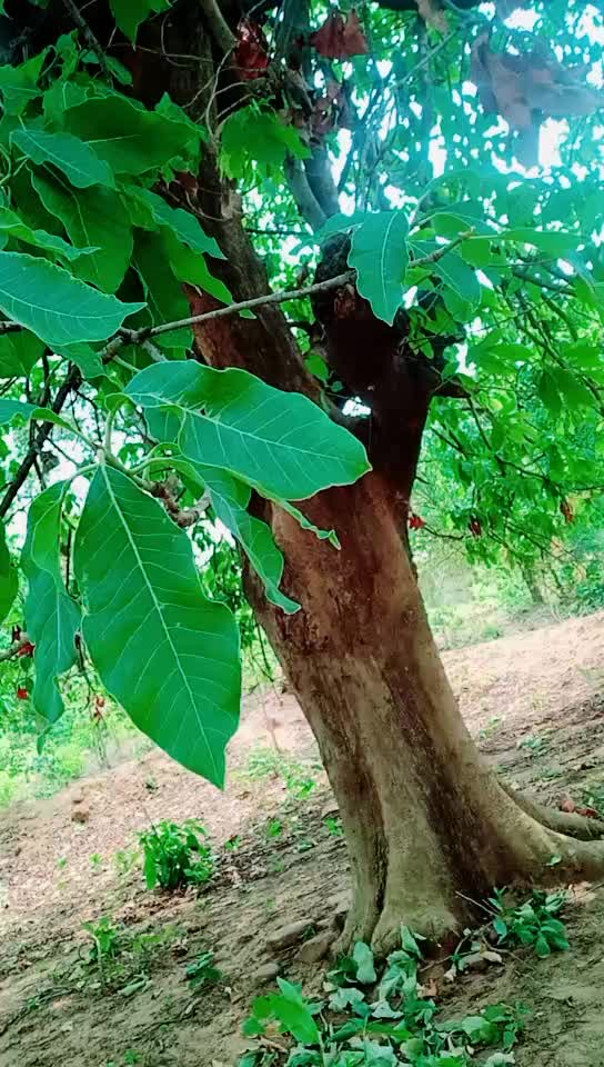 @Madhw Dewangan