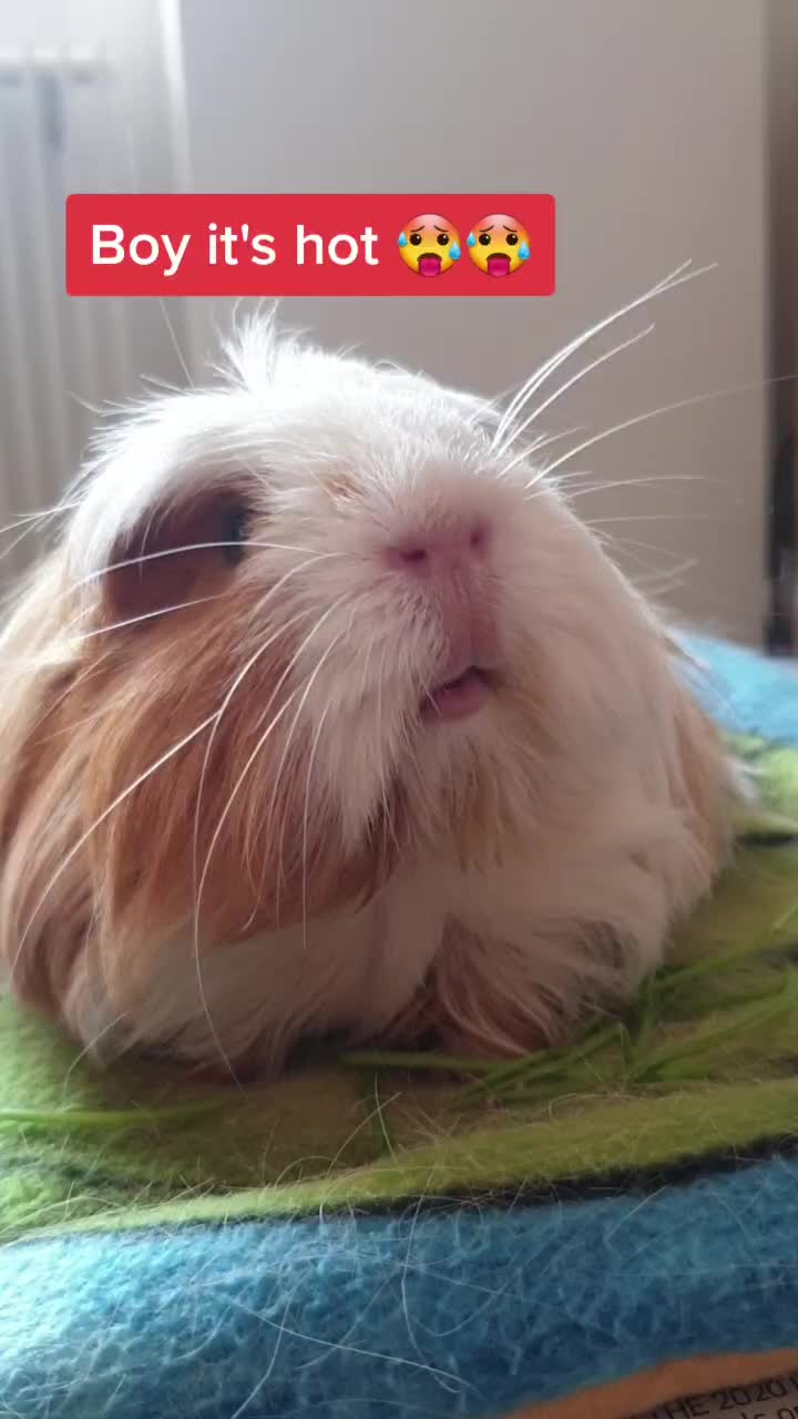 @Piggymassage
