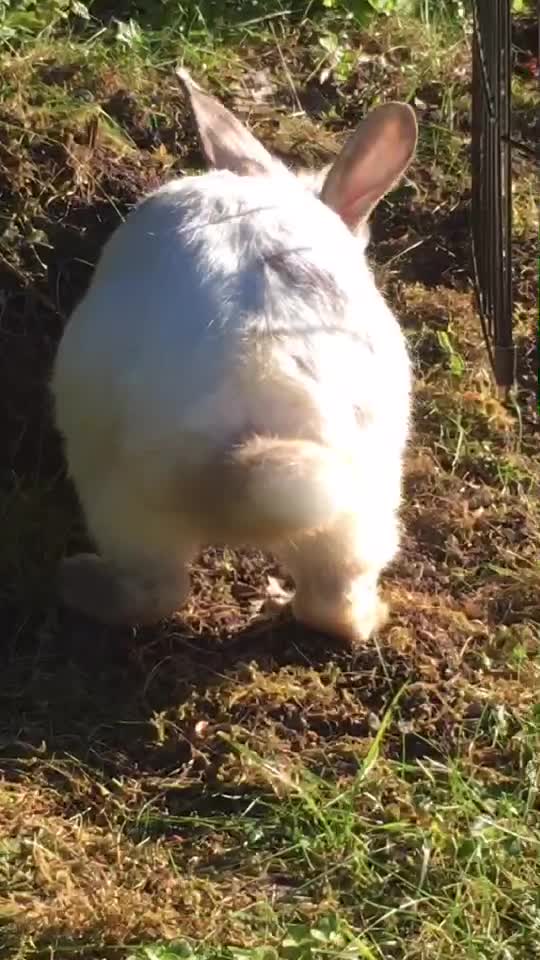 @🐰❤️