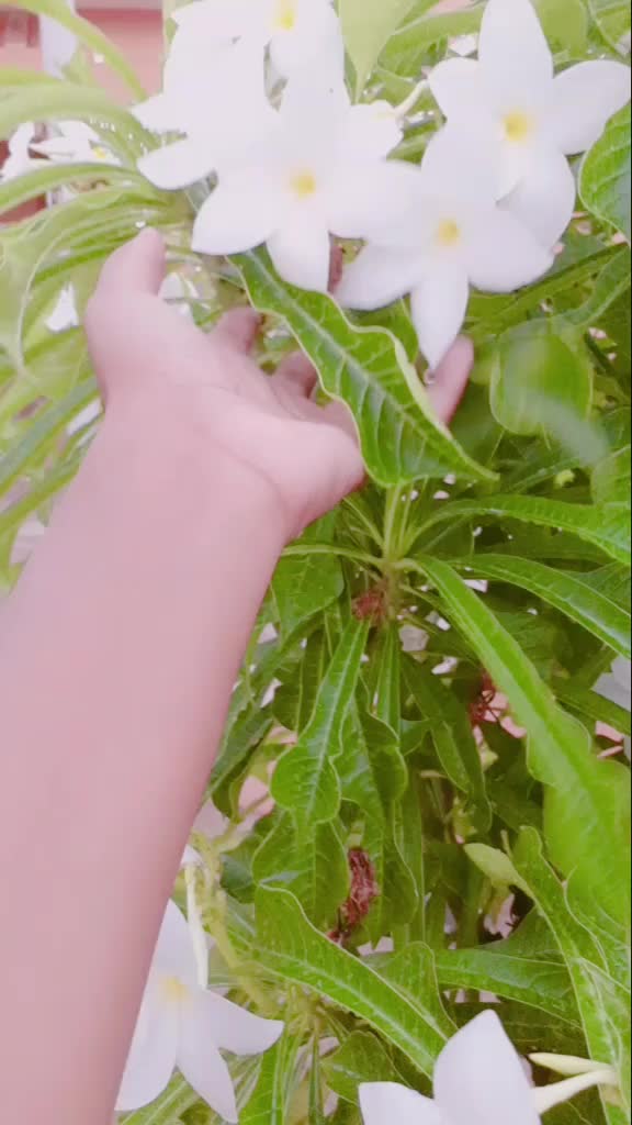 @AnushareddyAluri