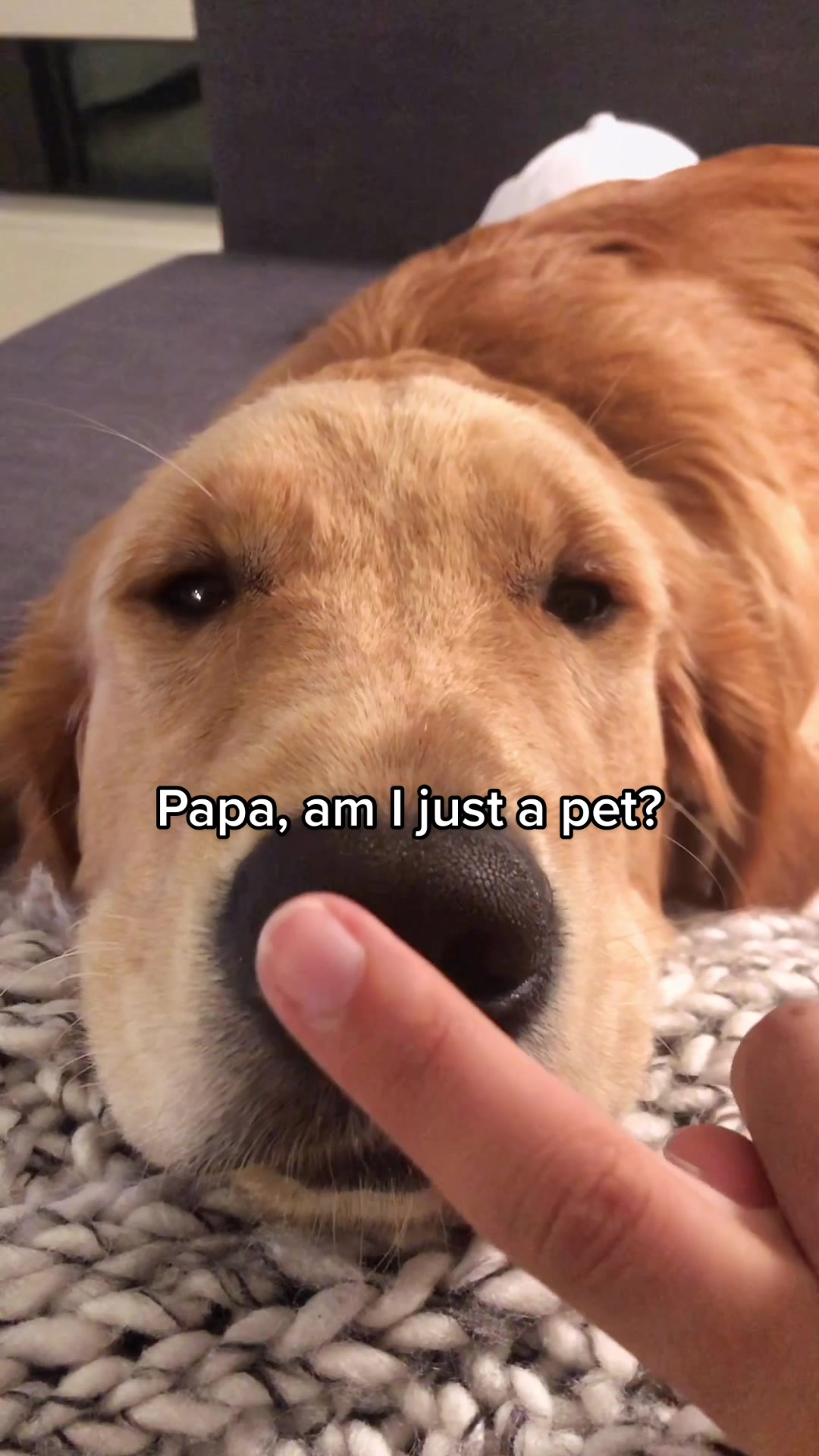 @riley_the_nugget