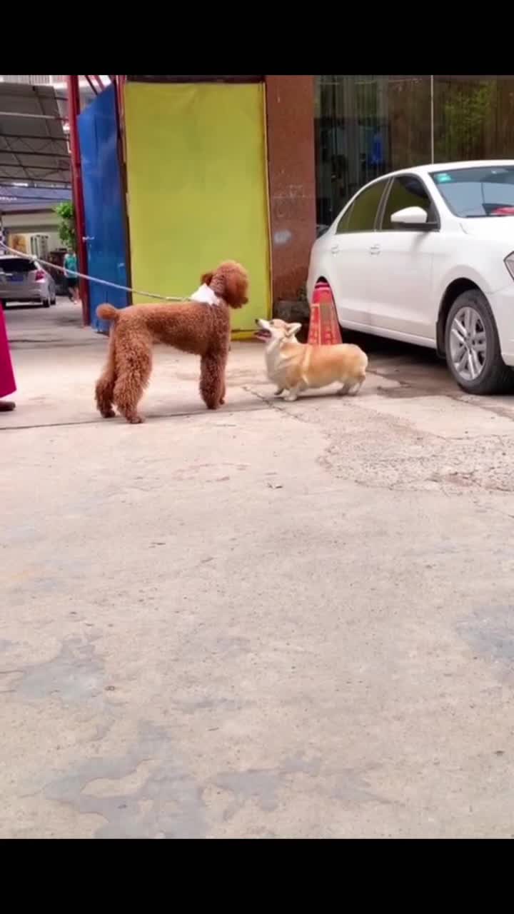 @corgilovecorgi