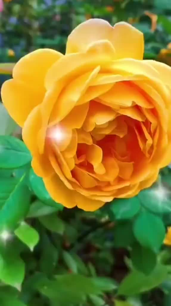 @S.P.செல்வா.