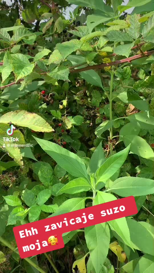 @❤️🔥 Merdzo❤️🔥