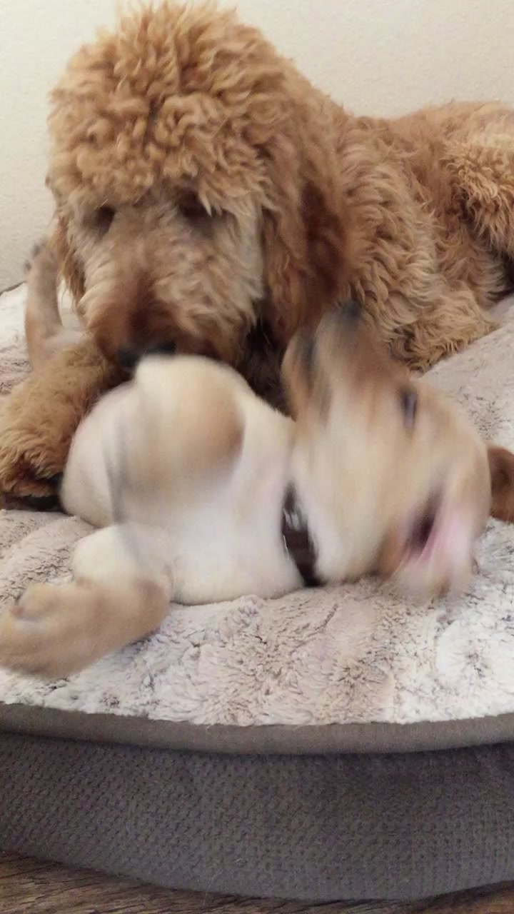 @dogsontherun