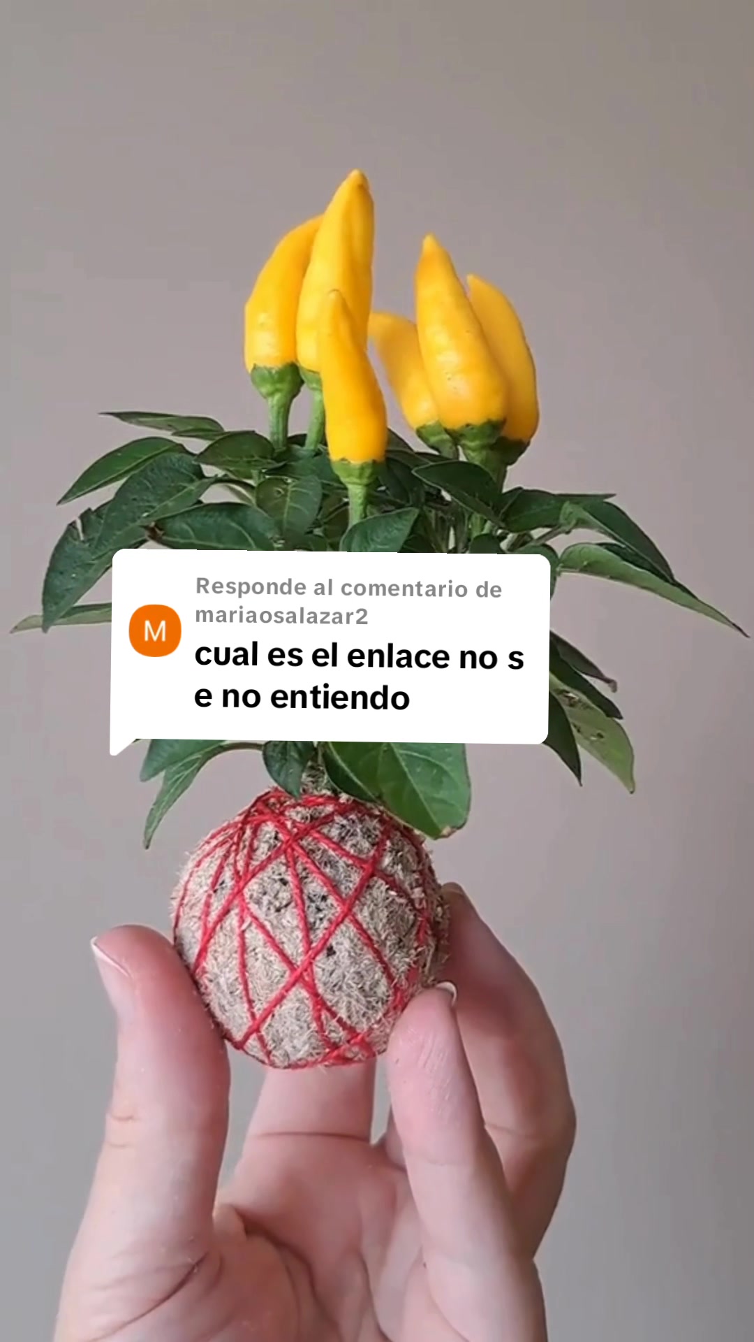 @Escuela de Kokedamas✅