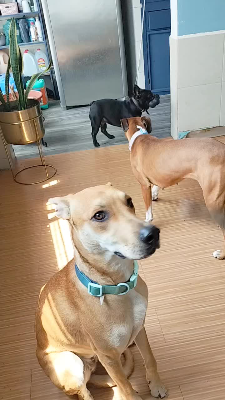 @Canbnb 🐶❤️