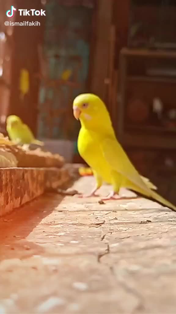 @manju_agrawal_25