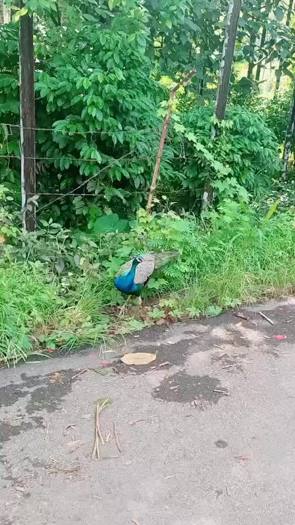 @Gowri