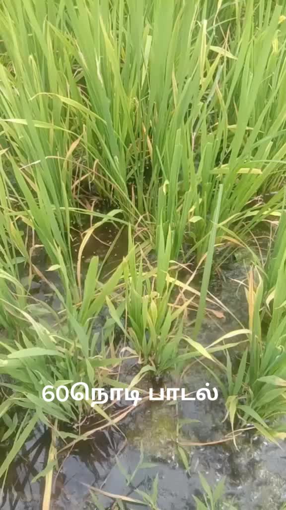 @kothai senthil