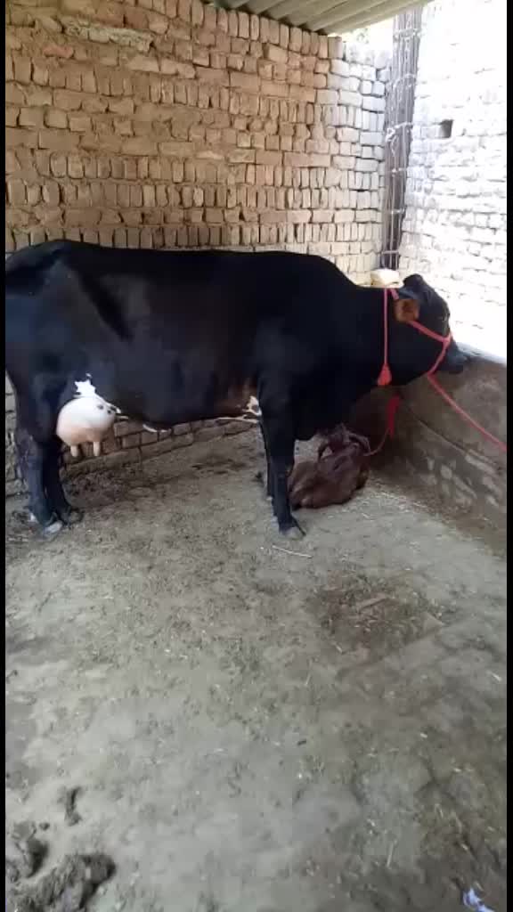 @gurdyal singh