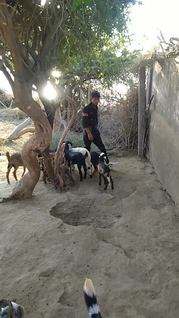 @Bharat Bhai Balkabha