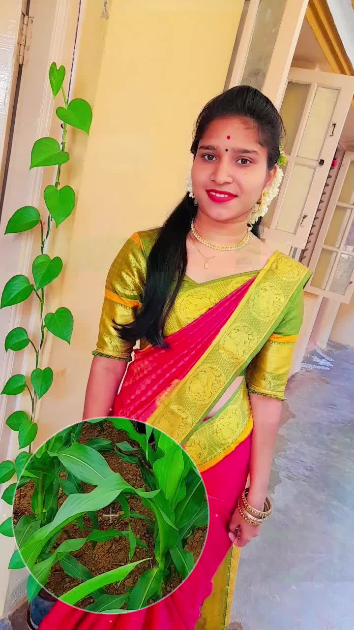 @Bhagyashree mangui
