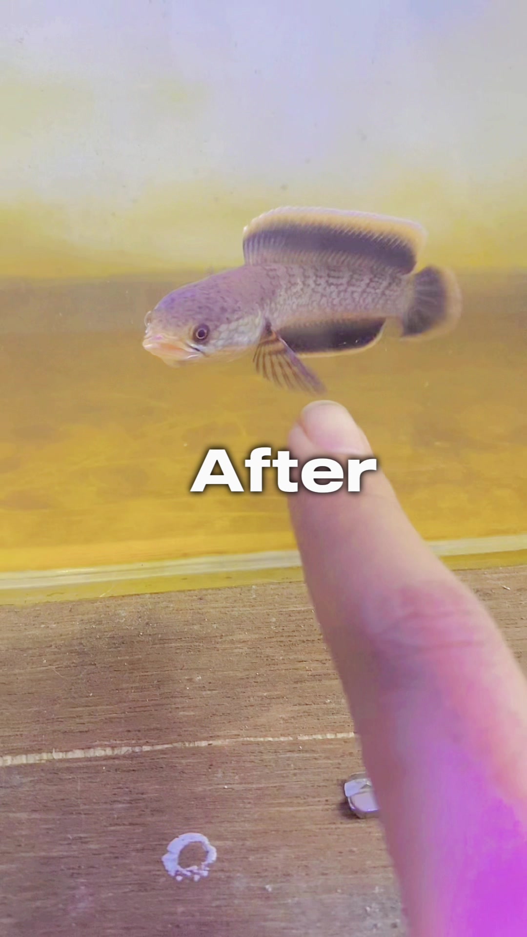@RAP_Fish