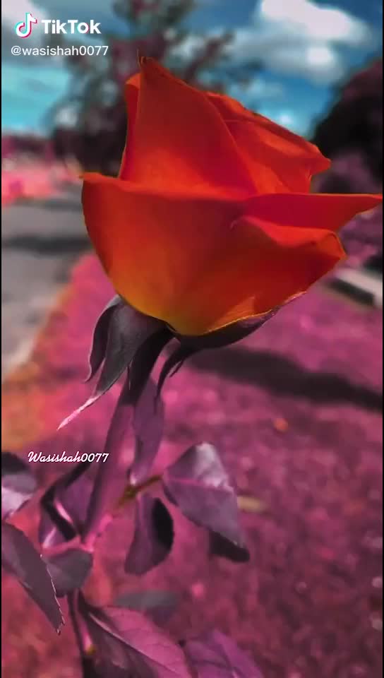 @Himanshu Shakya