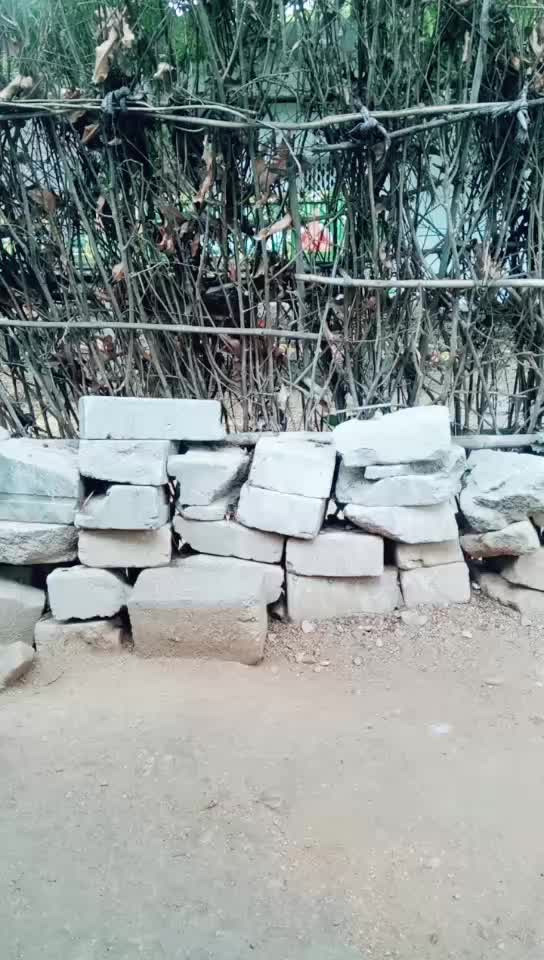 @nagarjuna nani