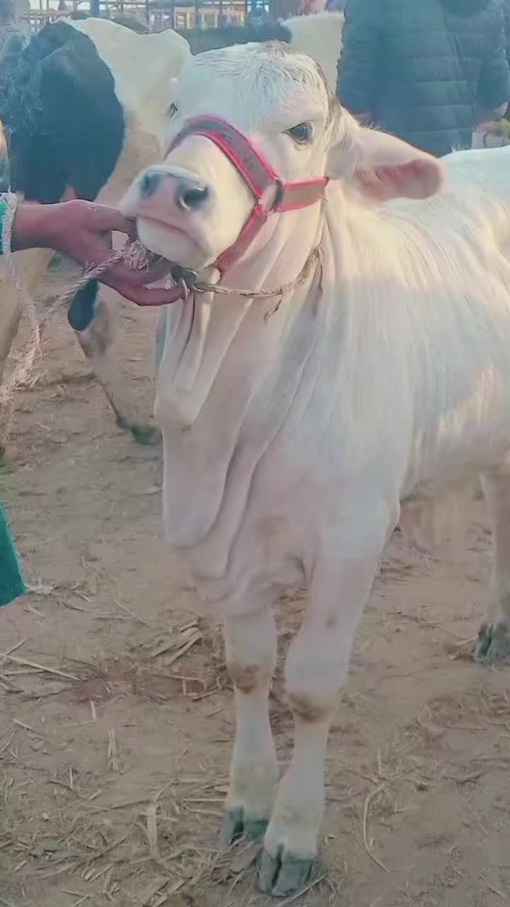 @user82159261514