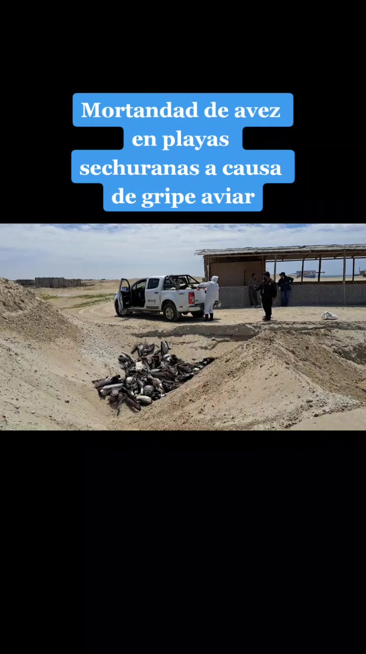 @OLMER MANUEL AMAYA CHULLY