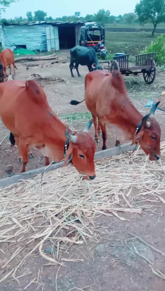 @राजेश जामगे3361वसमद