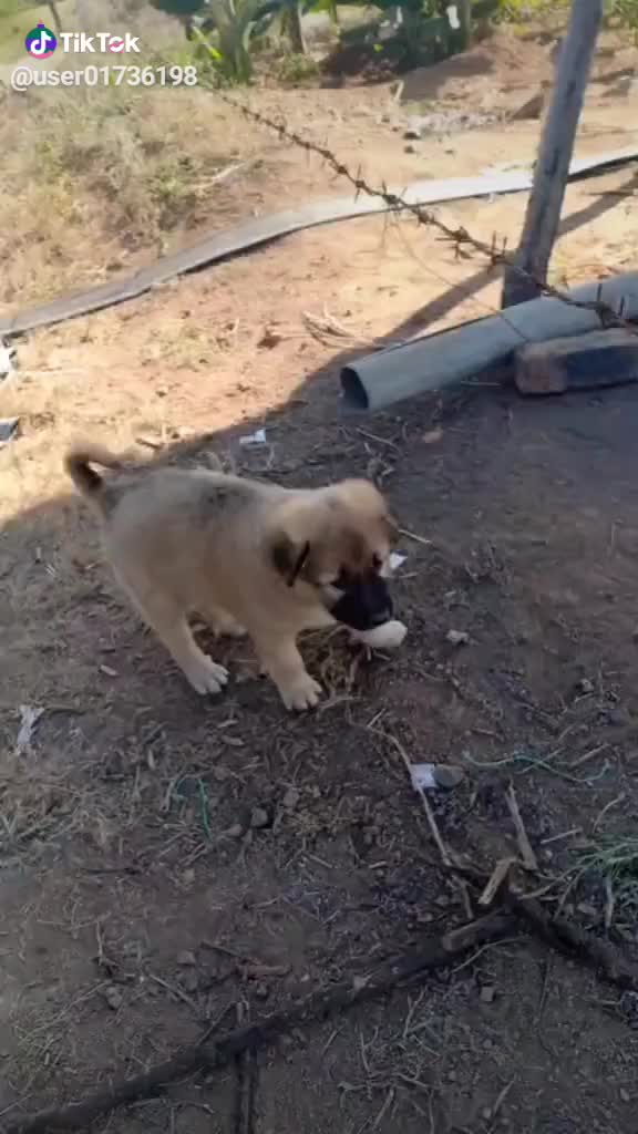 @vijaysinh
