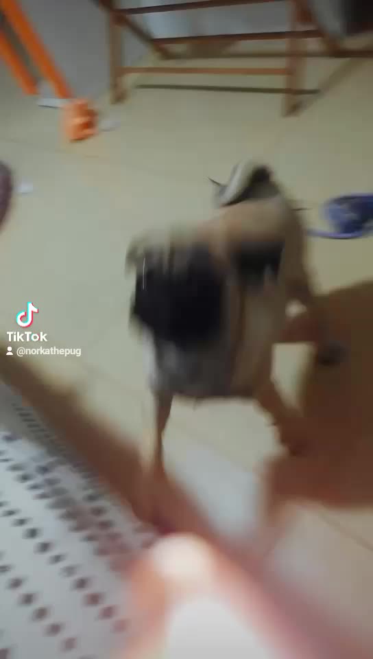 @Norka Elizabeth The Pug