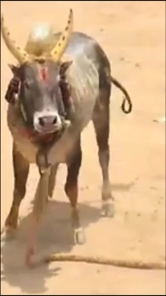 @𝑴𝒓. 𝑺𝒂𝒕𝒊𝒔𝒉