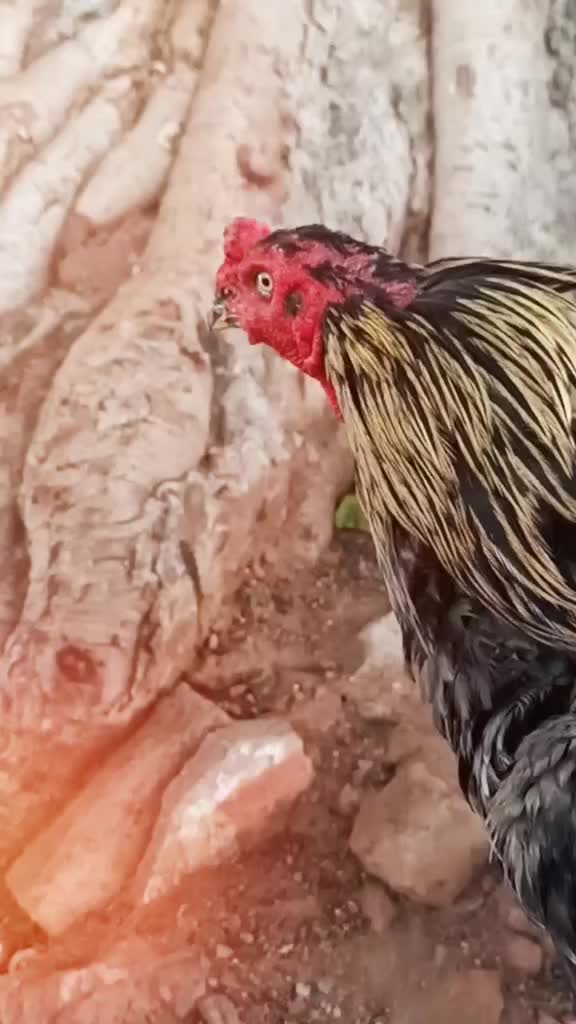 @aju aji