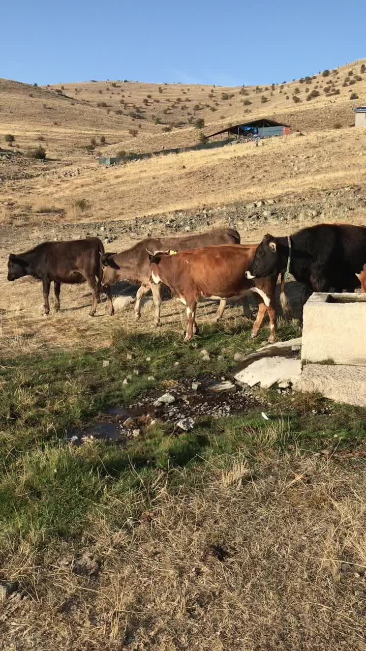 @Talip Cerrahoğlu