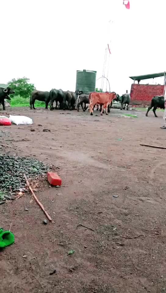 @Gadhavi raj