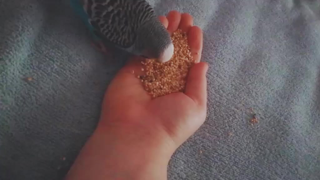 @Damla Törnük