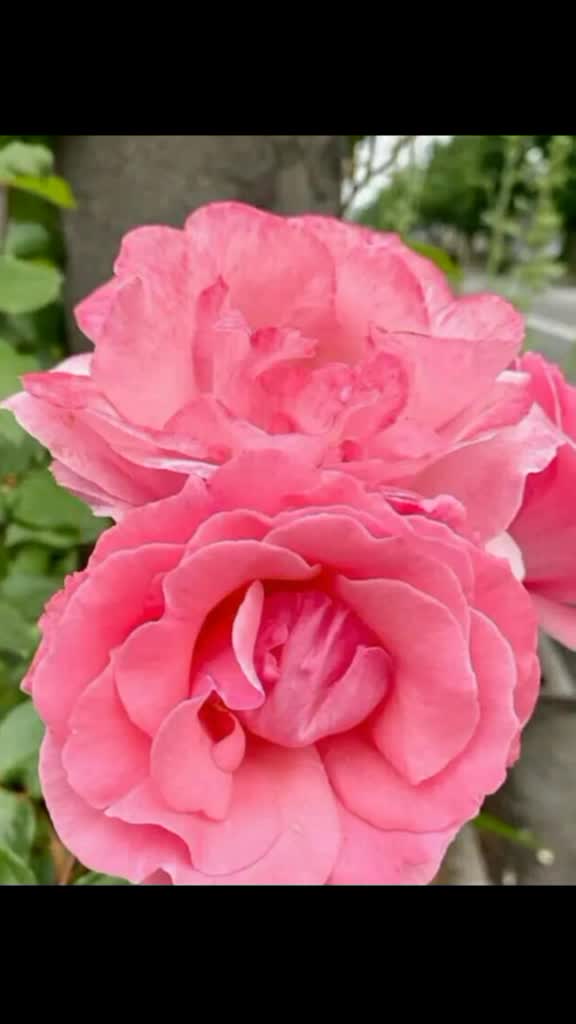 @Farhan62