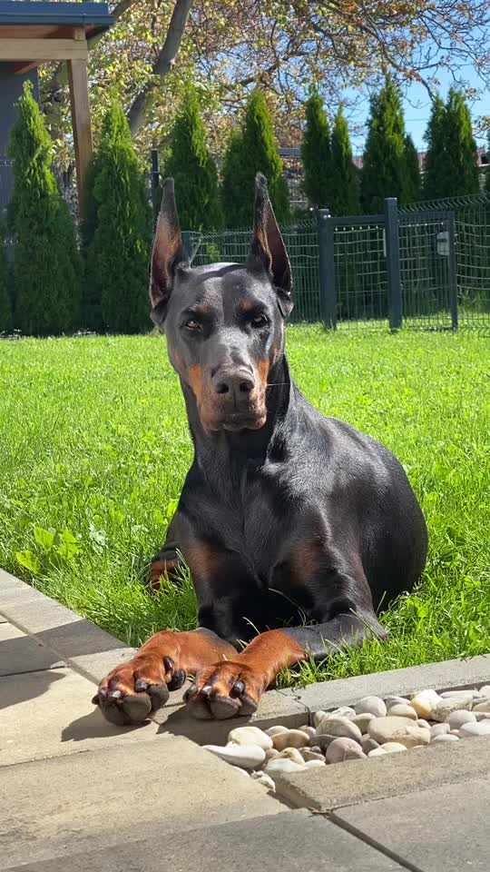 @GRAREVA dobermanns