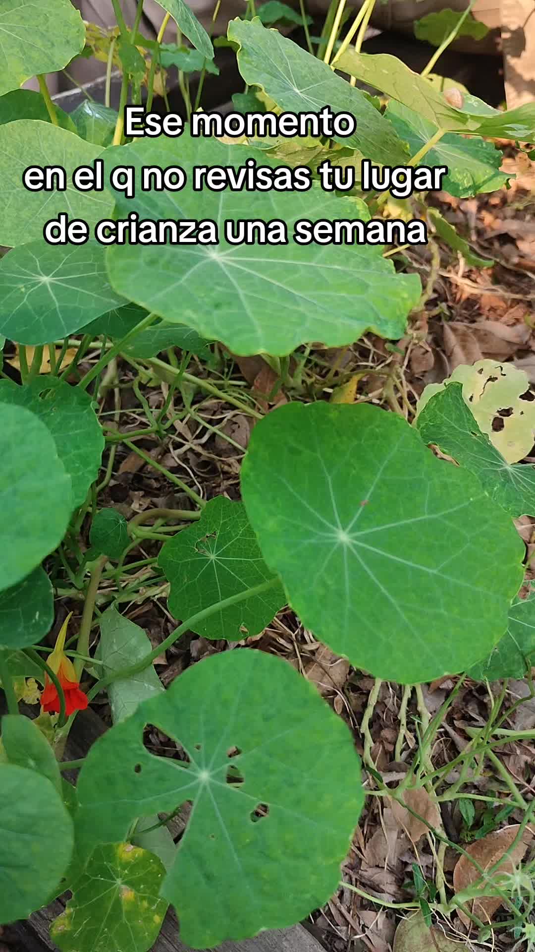 @Mariposas_EddVi