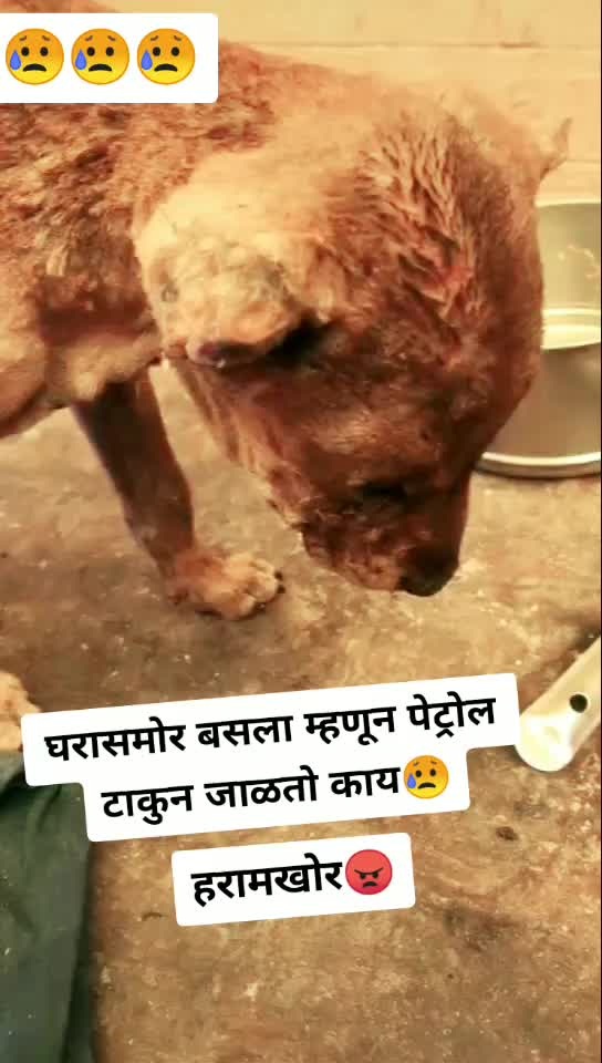 @शिवभक्तSD💥