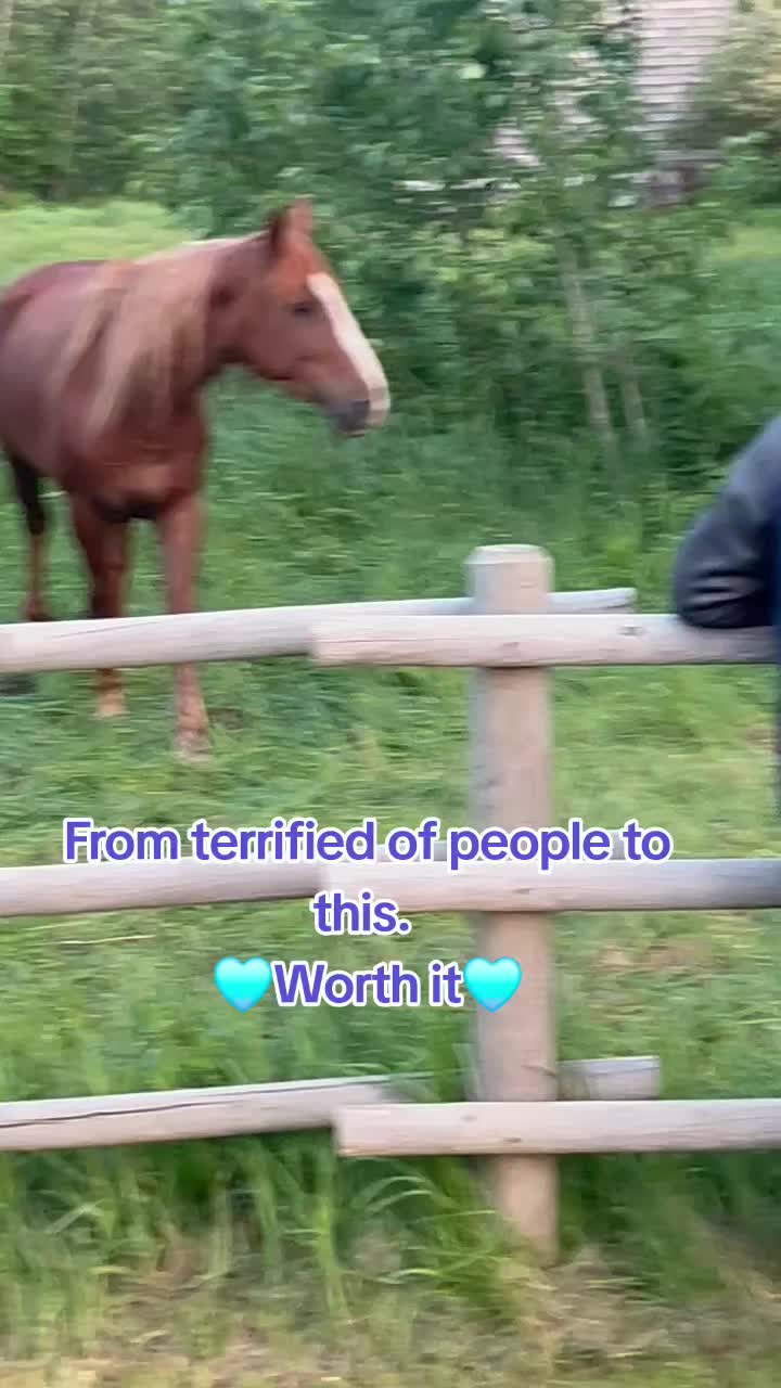 @Horse Heroes Alberta