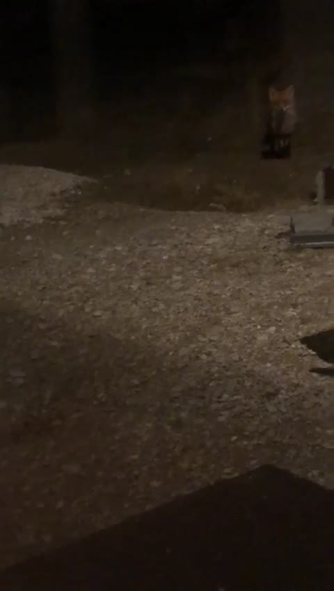 @🦊