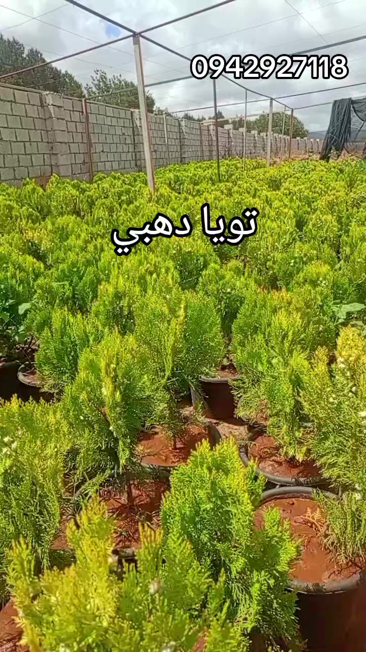 @مشتل الرحمن