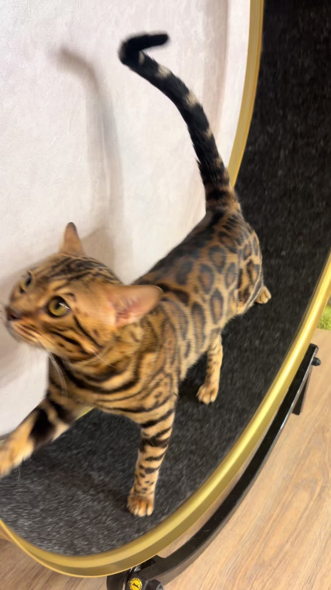 @Cattery bengal cats