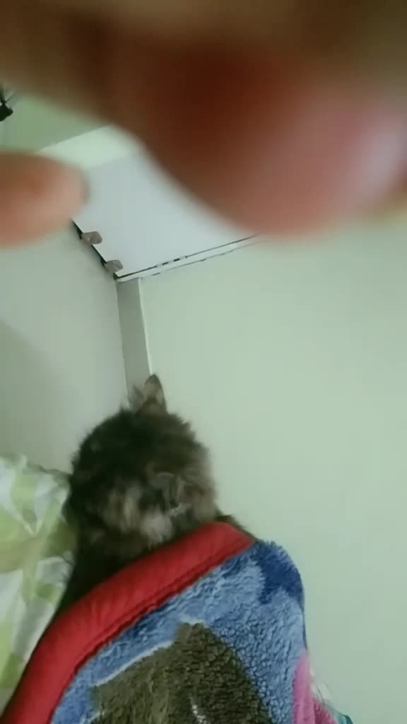 @Lế Việt Việt